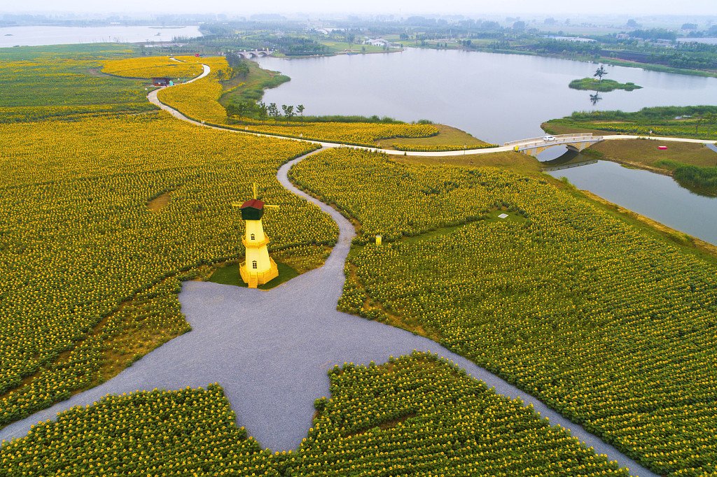 CGTNOfficial's tweet image. A yellow sea of mesmerizing sunflowers attracts tourists in Hua'an City, east China's Jiangsu Province