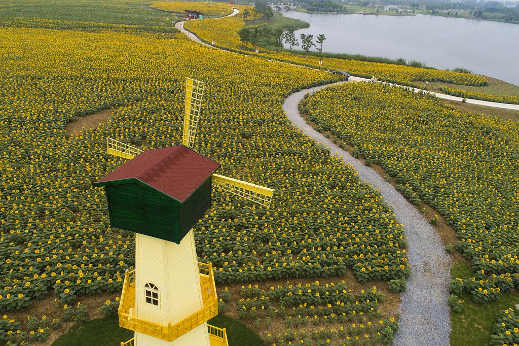 CGTNOfficial's tweet image. A yellow sea of mesmerizing sunflowers attracts tourists in Hua'an City, east China's Jiangsu Province