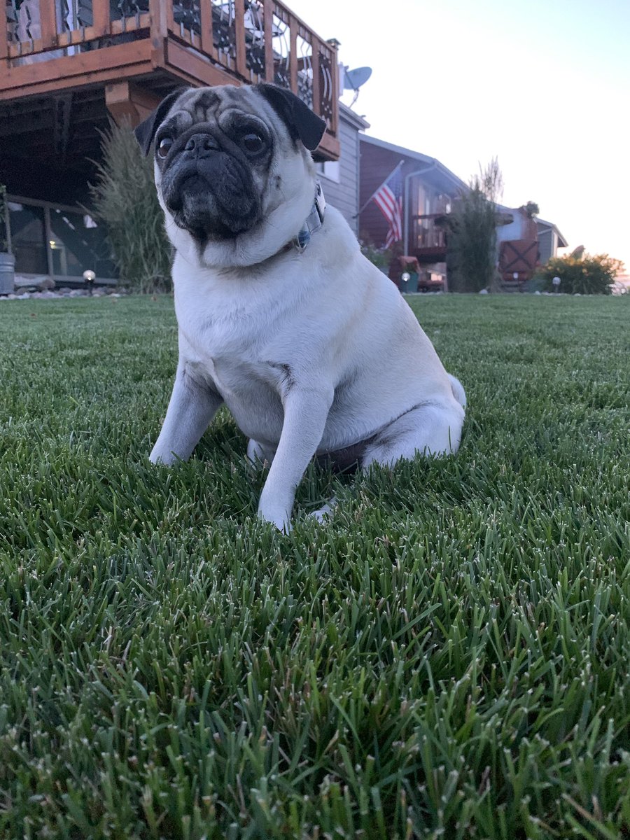 charles_pug's tweet photo. It’s Mercia Day! #DealWithIt #proudpug #SaluteToAmerica #makeamericagreatagain https://t.co/RpzEiQVqnL