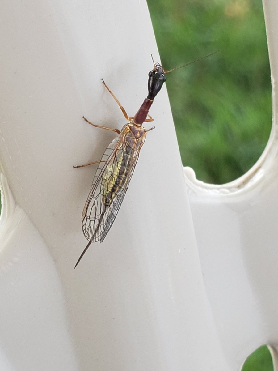 Backyard BBQ got crashed by this guy. . . Found out it's a SnakeFly... I'd dubbed it  "Locknesaurous Fly" prior to the Google search. 
P.S. he's a bitter 😬