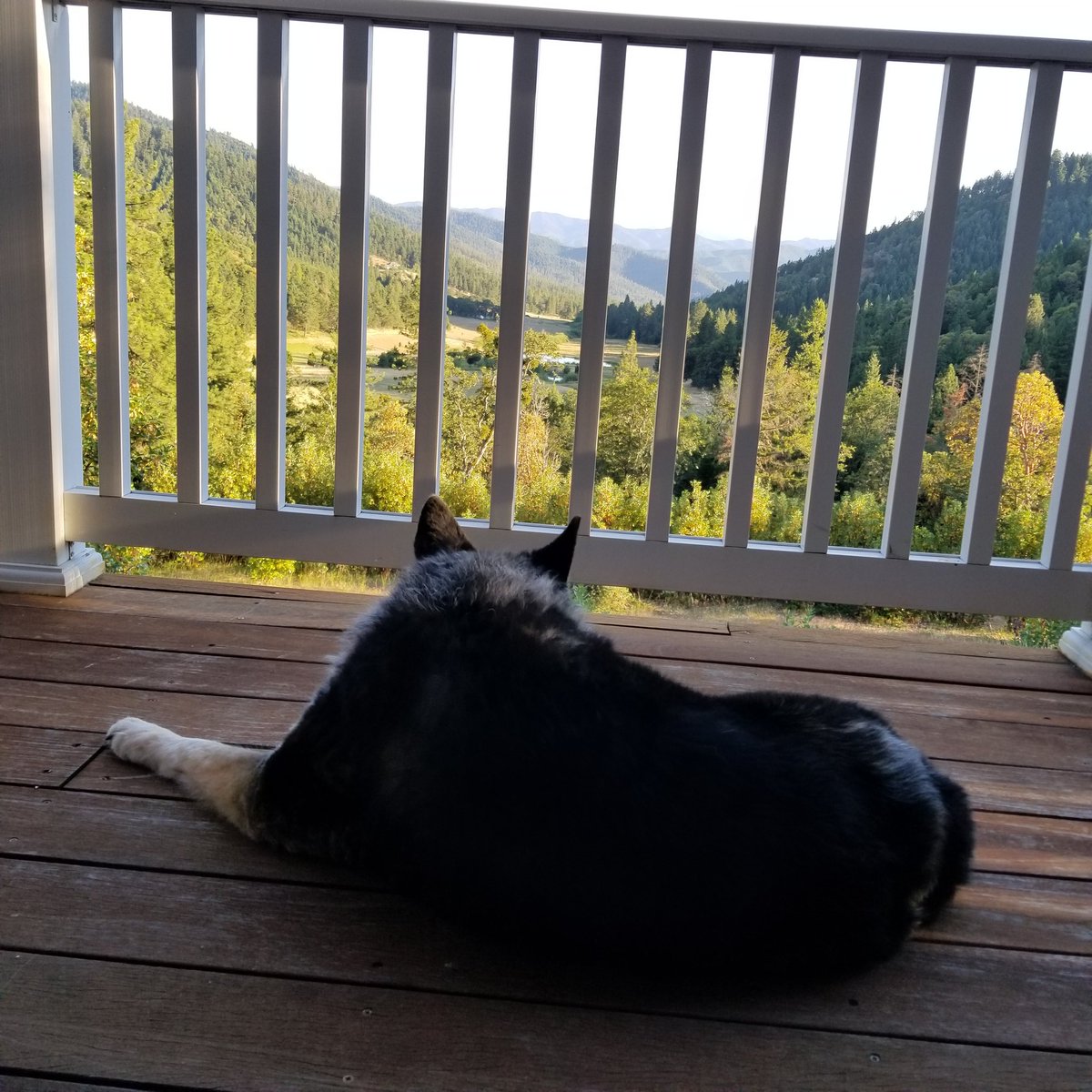 On the lookout for others with 4 legs.  Gorgeous night in Southern Oregon w/ my #AustralianCattleDog Chloe.