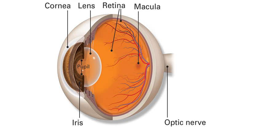 EyeAcuity's tweet photo. "Our eyes have small blind spots where the optic nerve passes through the retina, and our brains use the information from the other eye to fill this gap." https://t.co/PW7S6obhY7 #EyeFacts #EyeAnatomy #Eyebasics #Eyecare #EyeInformation https://t.co/yrXl6Nnx5a