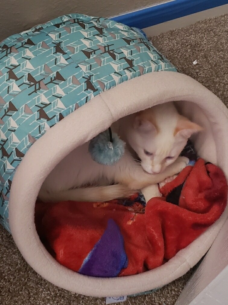 Torithecryptid's tweet photo. Im reedy fur napps. https://t.co/akuecR8xvq