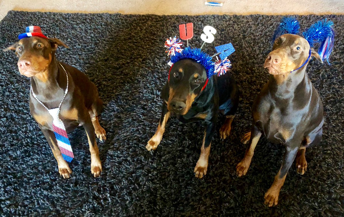 ChristServant17's tweet image. Happy 4th of July from our crew!!

Gunny wasn’t too excited that Izzy got to wear the hat &amp;amp; tie this yr (see how proud she is). But he handled it like a gentleman...plus she’s DEFINITELY the Alpha so it totally makes sense 💁🏻‍♀️💜 

#patrioticpups #4thJuly2019 #Doberman