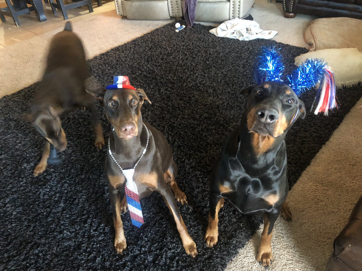 ChristServant17's tweet image. Happy 4th of July from our crew!!

Gunny wasn’t too excited that Izzy got to wear the hat &amp;amp; tie this yr (see how proud she is). But he handled it like a gentleman...plus she’s DEFINITELY the Alpha so it totally makes sense 💁🏻‍♀️💜 

#patrioticpups #4thJuly2019 #Doberman