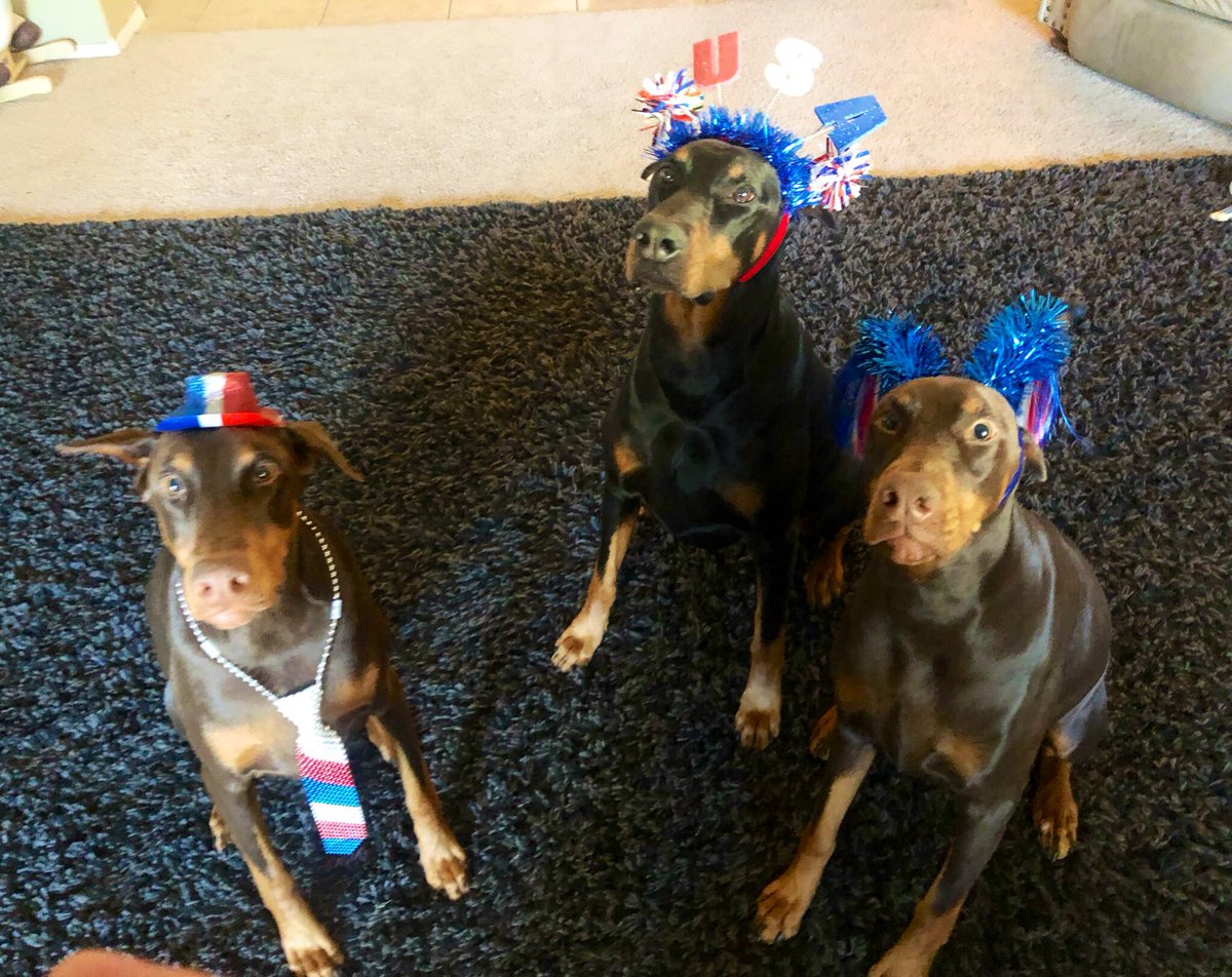 ChristServant17's tweet image. Happy 4th of July from our crew!!

Gunny wasn’t too excited that Izzy got to wear the hat &amp;amp; tie this yr (see how proud she is). But he handled it like a gentleman...plus she’s DEFINITELY the Alpha so it totally makes sense 💁🏻‍♀️💜 

#patrioticpups #4thJuly2019 #Doberman
