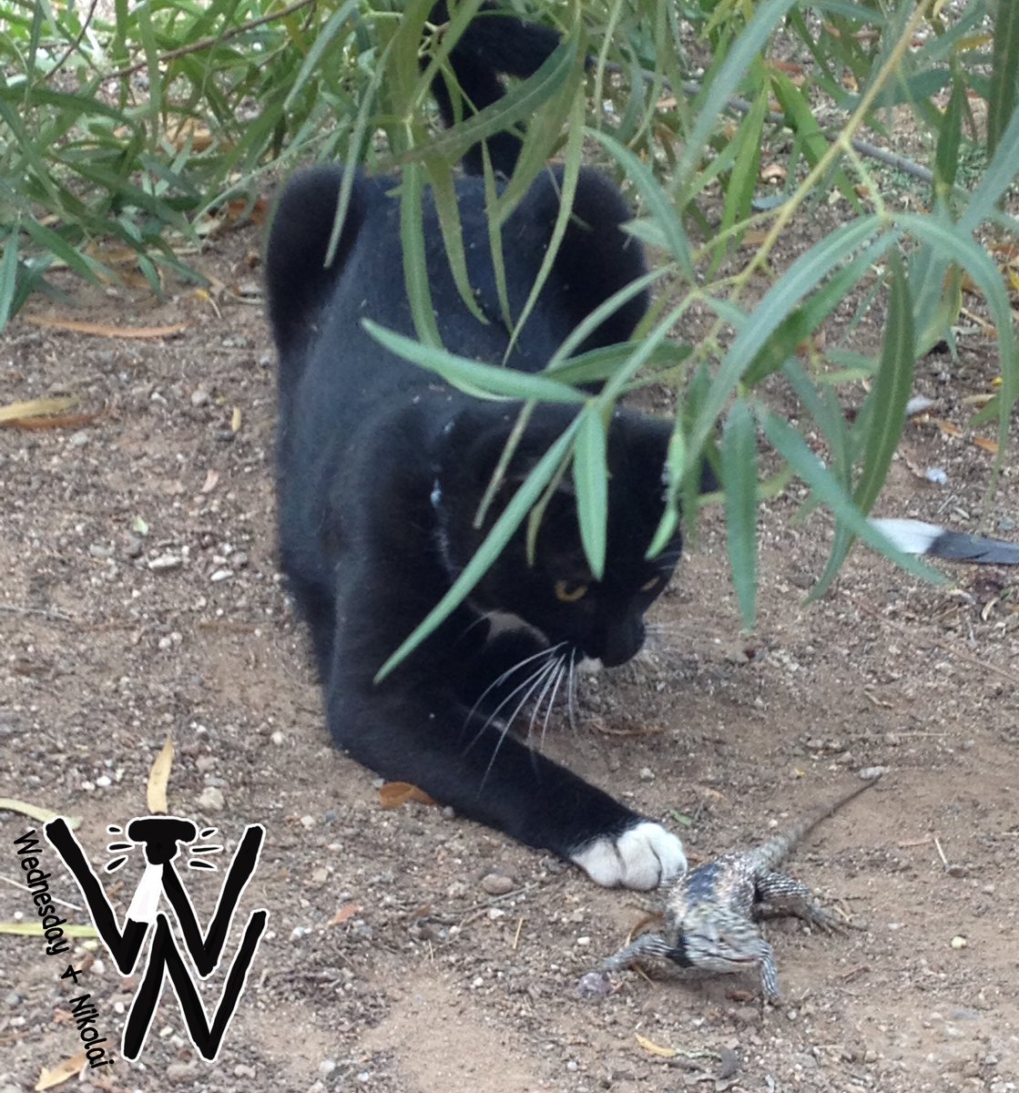 WednesdayAndNik's tweet photo. #TBT to when I was an outdoor kitty stalking lizards in Arizona. #SeemsLikeItWasJustYesterday ~Wednesday πΎ π± π¦ #ThrowbackThursday #CatsOfTwitter #Tuxie #TuxieGang #TuxiesRule #ActionShot #CatsOfInstagram #RescueCat #CatVsLizard #ThursdayThoughts #BlackCatsOfTwitter #CatPaws https://t.co/Tq7Xe6Nuns