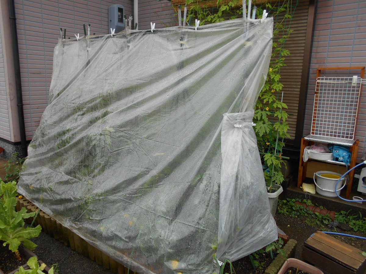 うさ 7 2 本格的な梅雨に入り雨が降り続いています トマト の実割れが心配で 昨日 適当に簡易の雨よけを施したのでしたが 養生シートがことのほか気に入ったので コーナンで買い足して2枚つけ直してみました 下の方は古傘で防御してみました