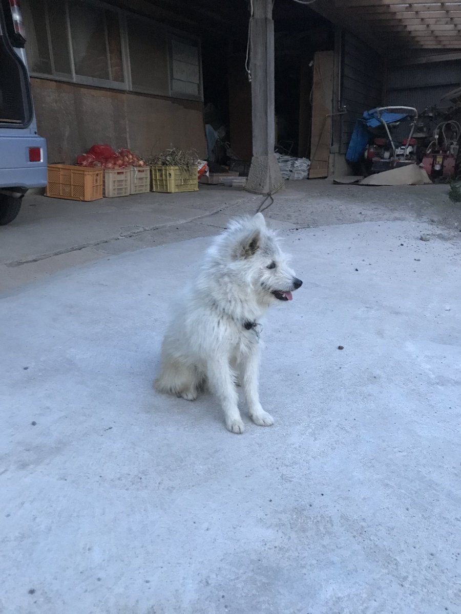 kengoyamasaki's tweet photo. 迷い犬を探しています

特徴
白い・中型・雑種・赤い首輪・赤いリード

後ろの右足を怪我しています。

もし見かけたって人がいたら情報をください！お願いします。 https://t.co/8roy5Hv0yw