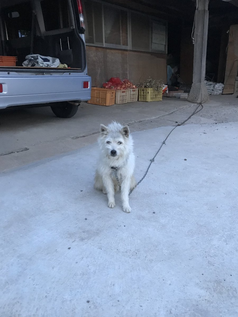 kengoyamasaki's tweet photo. 迷い犬を探しています

特徴
白い・中型・雑種・赤い首輪・赤いリード

後ろの右足を怪我しています。

もし見かけたって人がいたら情報をください！お願いします。 https://t.co/8roy5Hv0yw