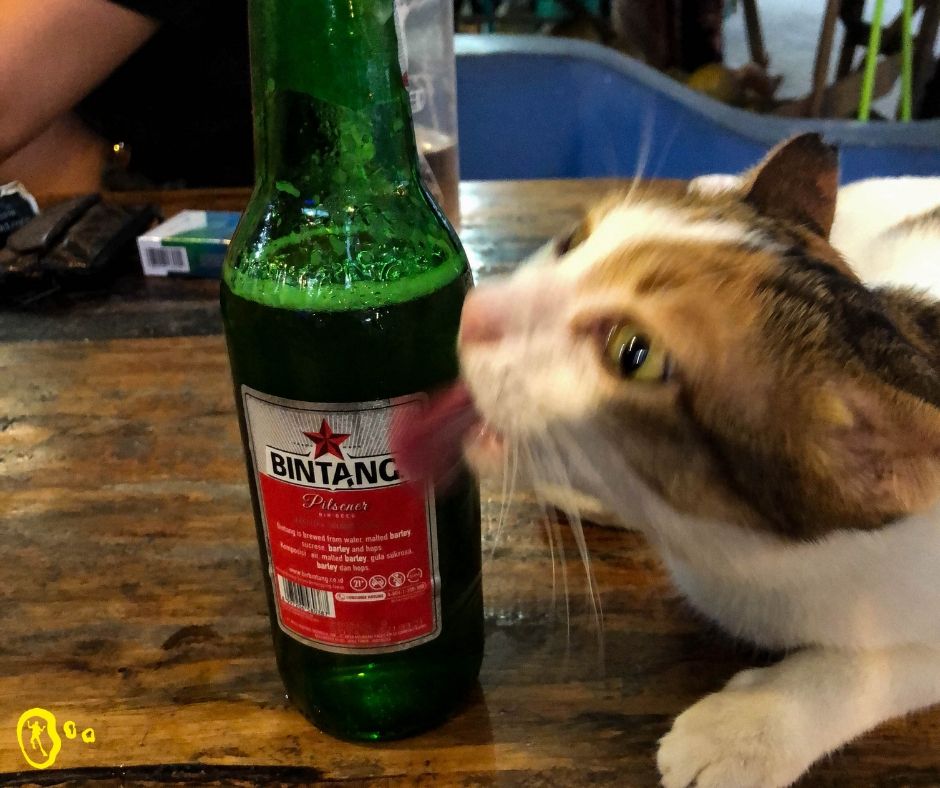 GiliDivers's tweet photo. Ah yes, that first lick of a cold Bintang on a Friday evening...🍻 

What're you doing with your weekend?

(FYI - No cats were given alcoholic beverages for the making of this photo - she just likes the condensation 😂) https://t.co/YQivvmL6b6