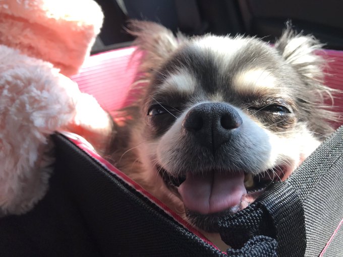 ブルブルのTwitterイラスト検索結果(古い順)。