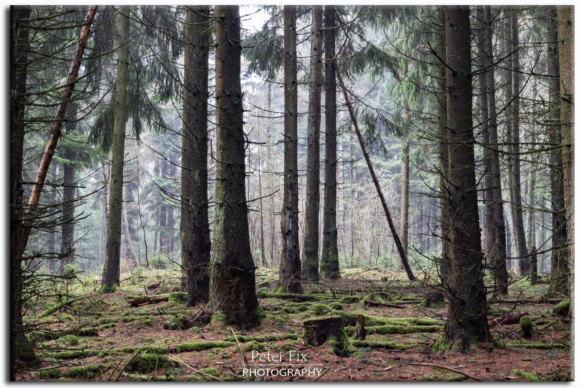 peterfix_photo's tweet photo. Out in the Wood  📸🌍 
#landscapephotography #naturelovers #coutryside  #nature #myphoto https://t.co/HWFWnb7Mam