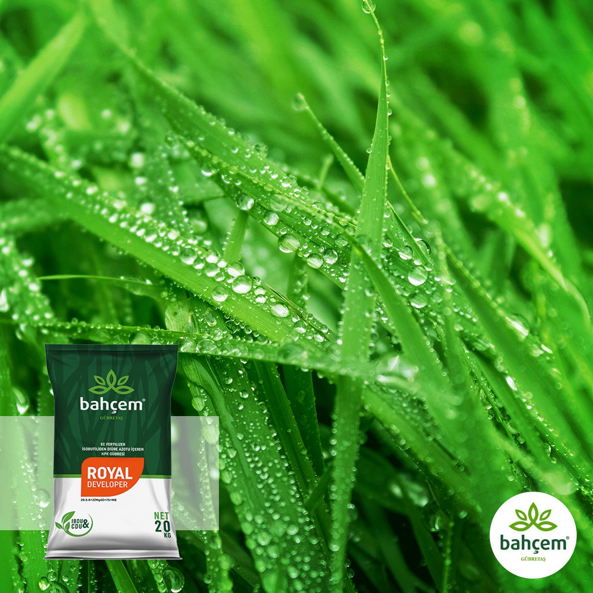 gubretasbahcem's tweet image. Daha yeşil, daha canlı! Çim alanlarınızın uzun süreli ve dengeli beslenmesi için özel olarak ürettiğimiz Royal Developer her zaman yanınızda!

#Gübretaş #GübretaşBahçem #RoyalDeveloper #BitkiBesleme #YavaşSalınım #GrassNutrition #PlantNutrition #SlowRelease