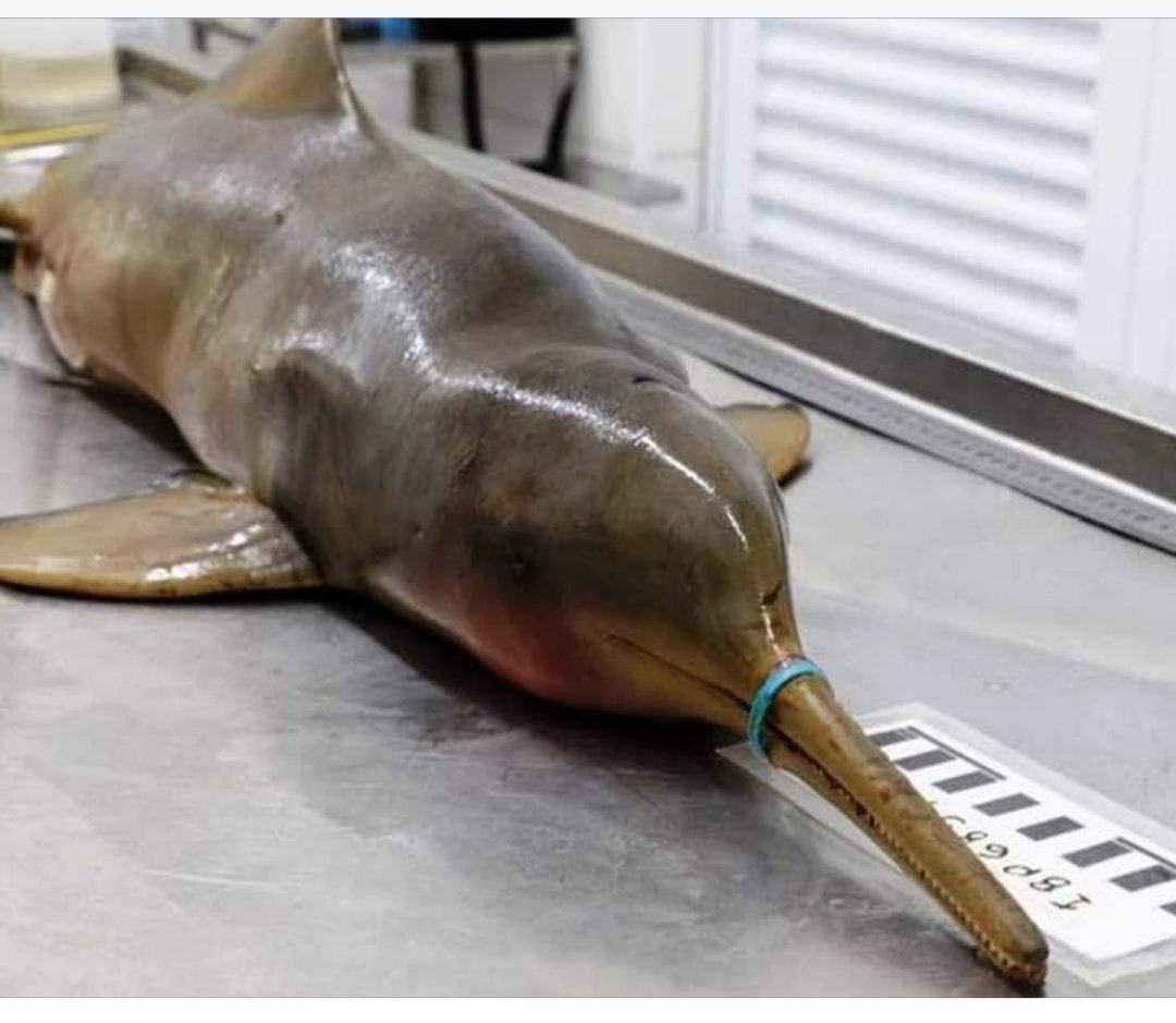 Onlymanj's tweet photo. The most heart wrenching image I recently came across. This dolphin died of hunger as it's snout was stuck in a plastic bottle ring. If this image doesn't change the way we live, our future is definitely doomed. 
#oceanplastic #trashtourism #marinedeath #starveddolphin https://t.co/sUJ0ZVqC6M