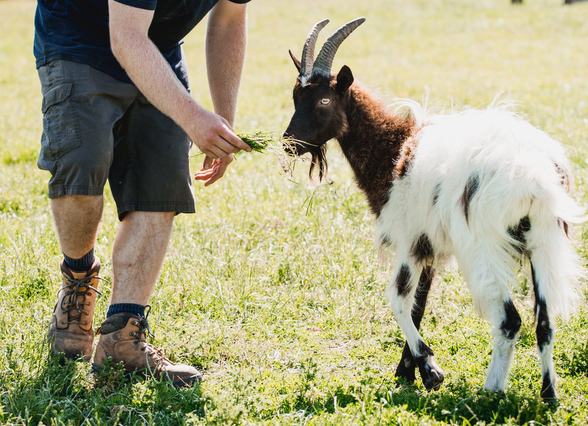 What a beautiful, sunny day! ☀️ Perfect to come and visit our amazing rescue animals - from cows and horses, to raccoons and parrots 🐮🐴🦝🦜

Friday 11 - 4
Saturday 11 - 4
Sunday 11 - 4
Monday 11 - 4