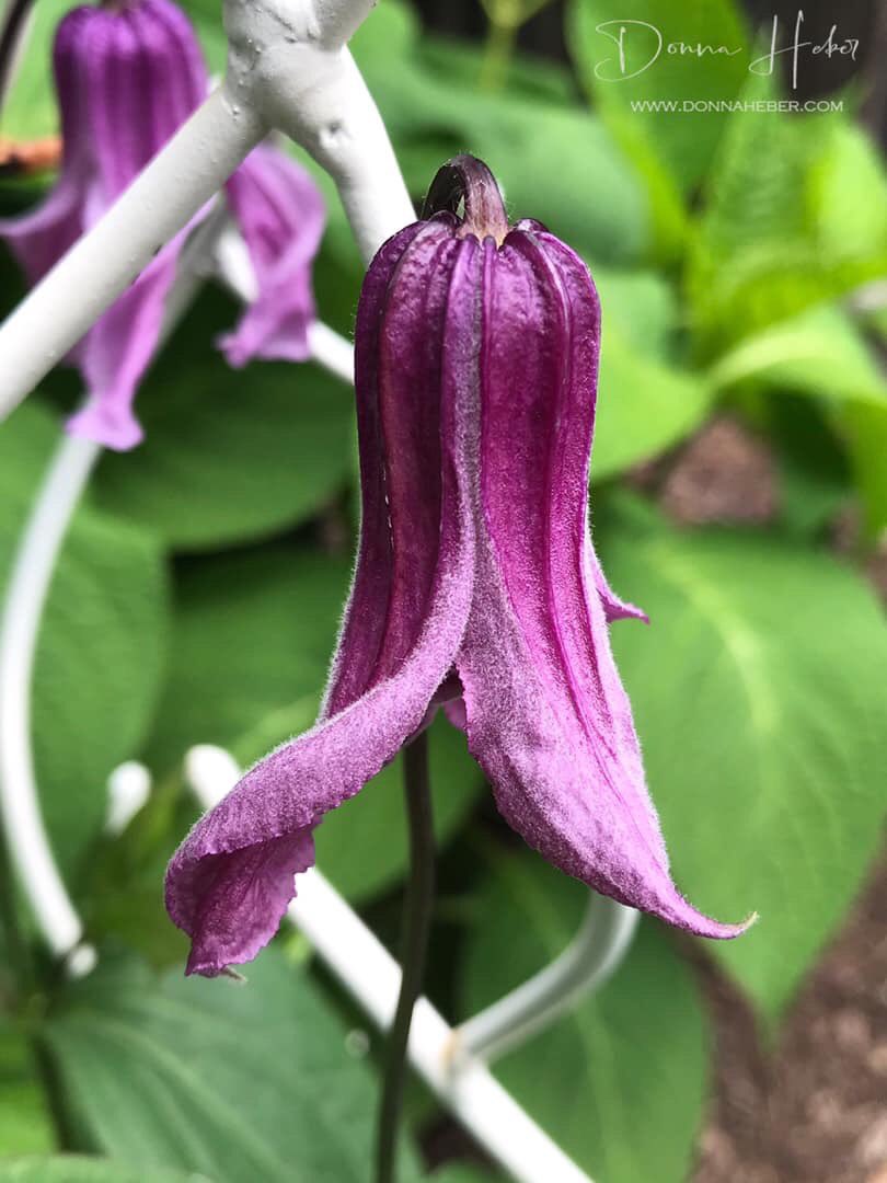 DonnaHeber's tweet photo. A bell shaped rambling clematis called “Roguchi”. #clematis #roguchi #vine #flowers #gardening #gardenflowers https://t.co/6Mu9nVBQ23