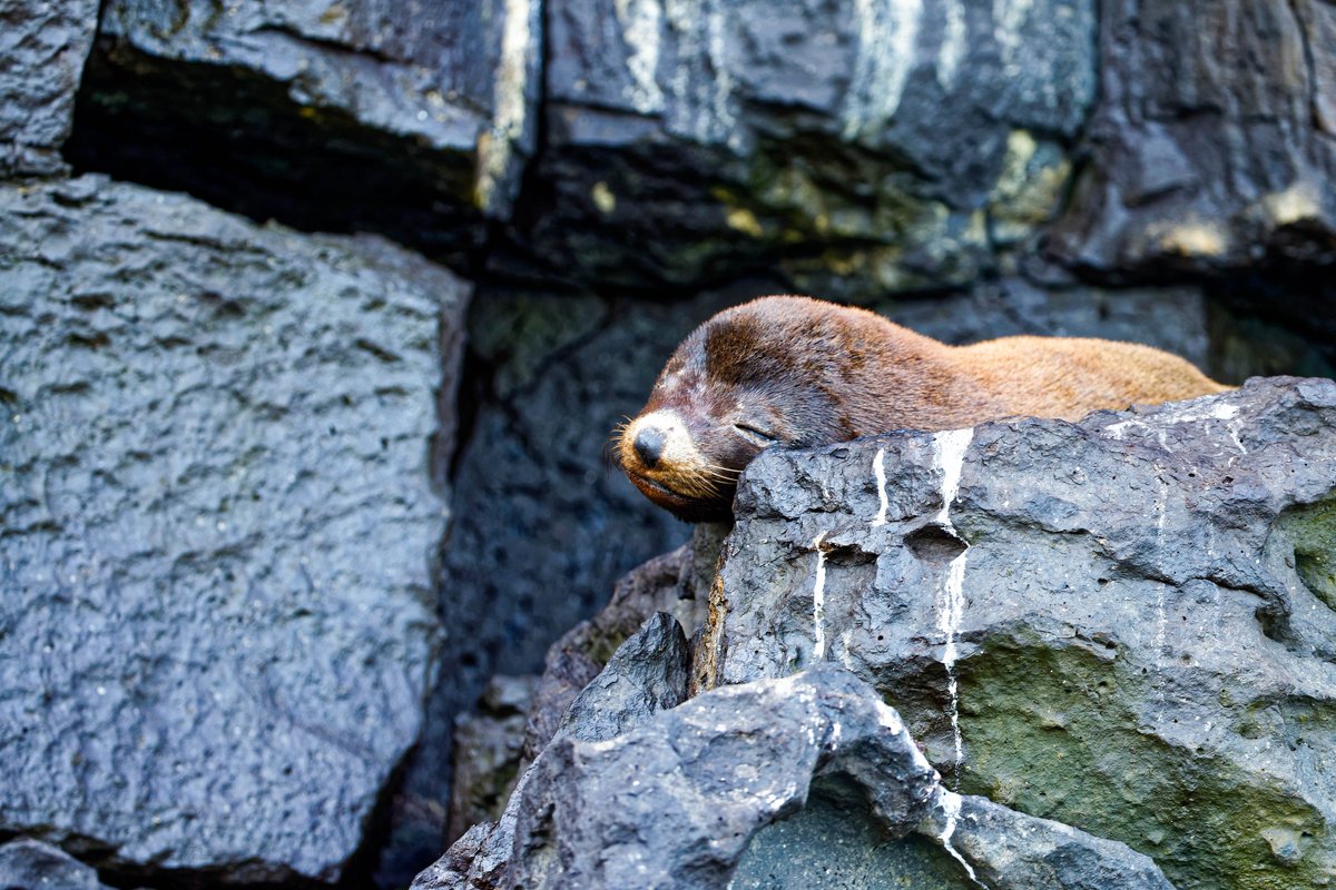 Did you know that females fur seals can easily recognize their babies thanks to the specific calls they produce? 
galapagos-pro.com/en/
Foto: Hartmut Röder 
#Galapagos #Ecuador #Furseal #Sealbaby #fursealbaby #Galapagosislands #Travel #Wildlife #seal #seals #marinelife
