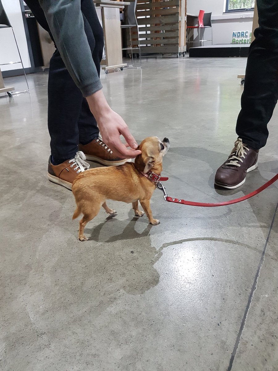 portershed's tweet photo. A new member has joined the community today! Welcome to PorterShed Bubbles #dogswhowork #galway #gcid #tech https://t.co/InJwebQgem