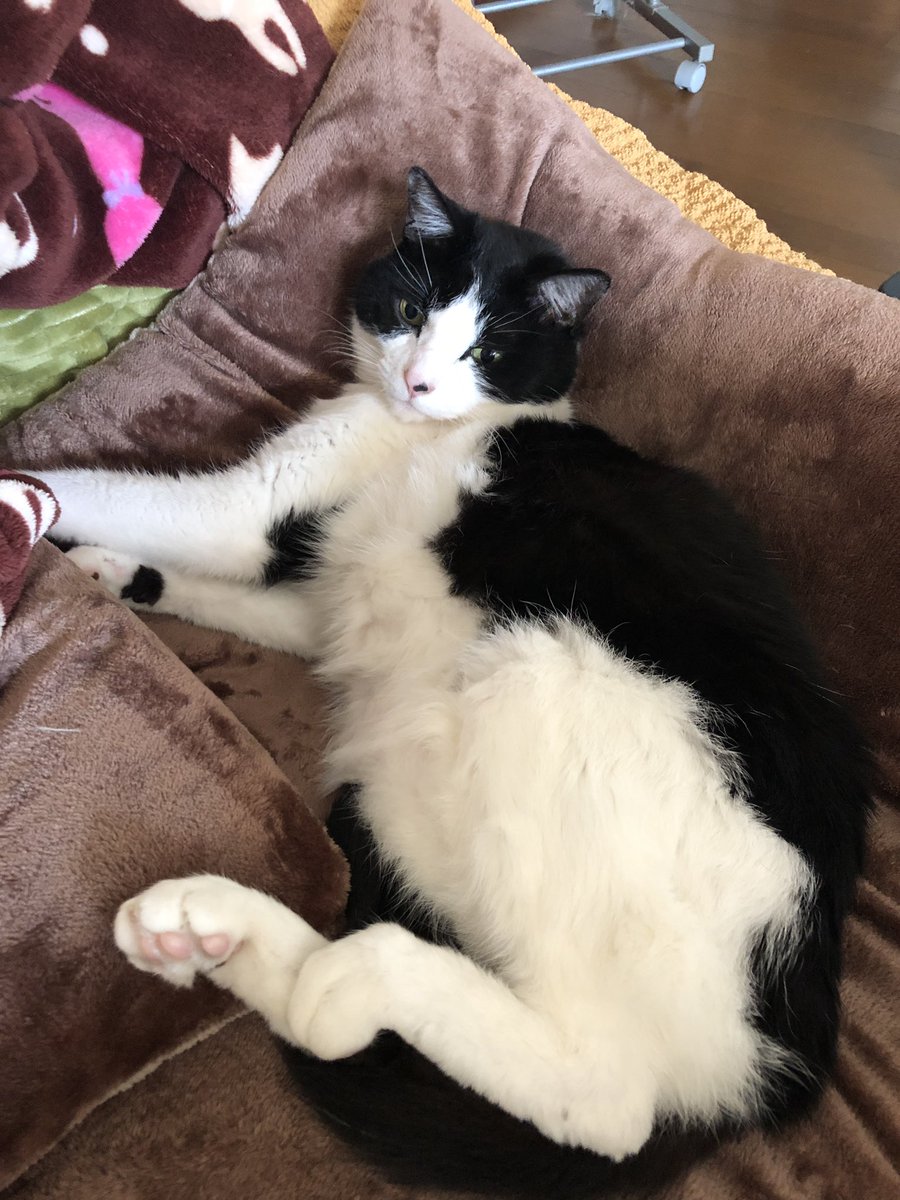 ぶち猫の性格 特徴とかわいい画像をご紹介 Petfull