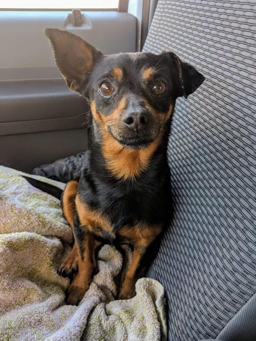 excuzeslol's tweet photo. My dog got spooked by fireworks and ran off, last seen by Warner and Pacific. Santa Ana area. Male chihuahua mix, his name is Guey. Please let me know if u see him, hes a friendly dog https://t.co/u1RW2YHY7g https://t.co/3Zo85R4Coe