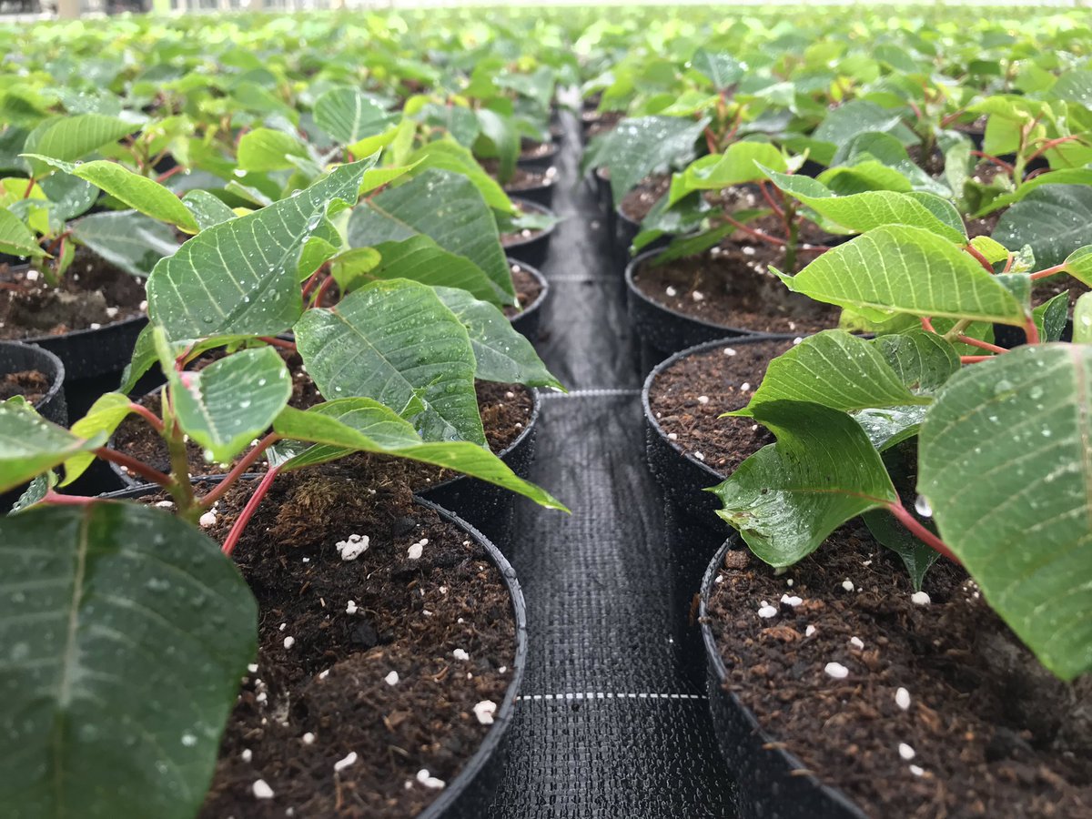 Tijd van de #bolchrysant en #poinsettia in de mooie wereld van #potplanten in de #tuinbouw  <a href="/iperen_nl/">Van Iperen</a>