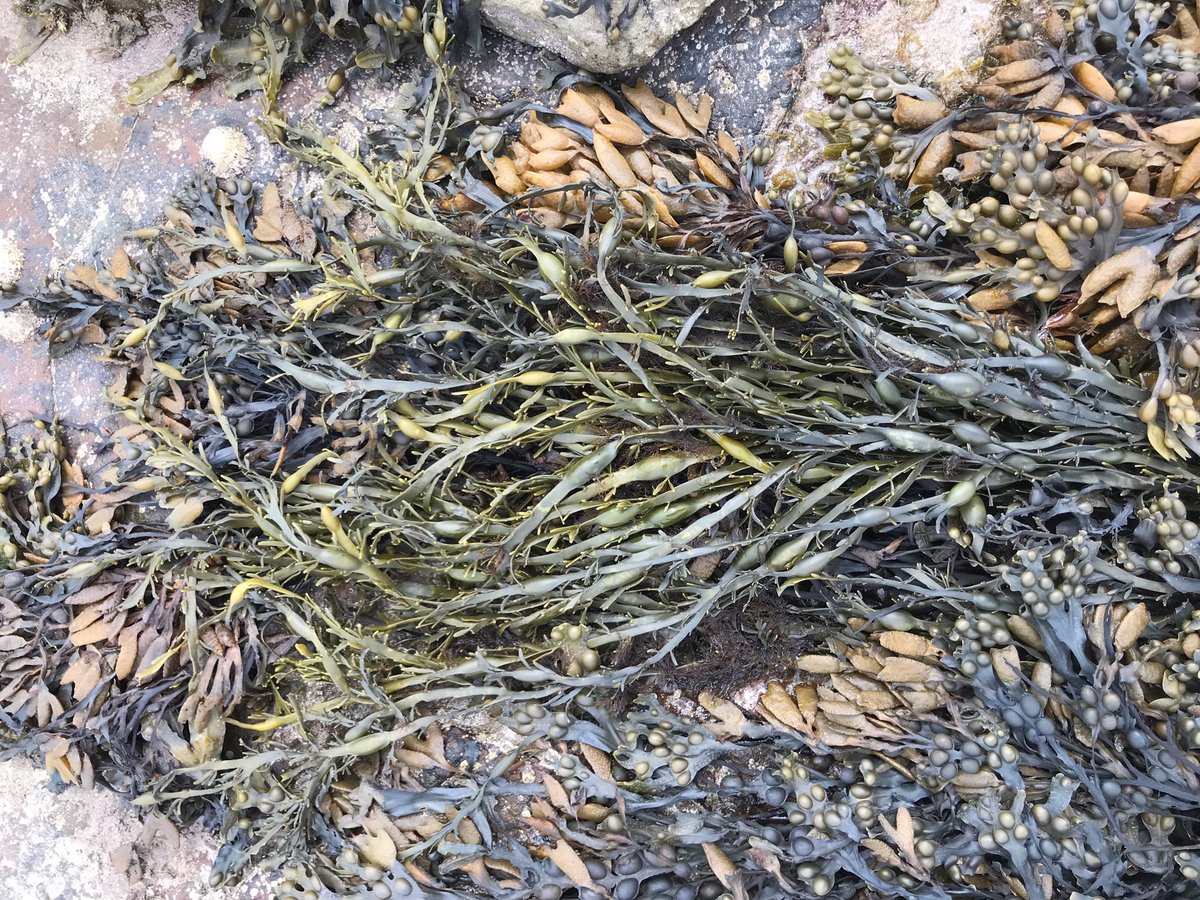 The Northumbrian Seaweed Company Limited (@TheNorthumbria2) / Posts / X