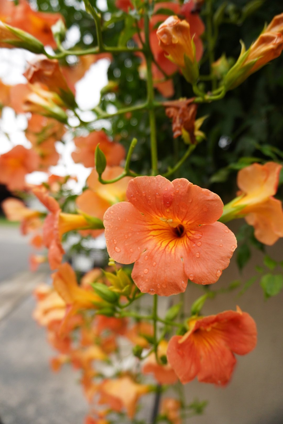 Iolie Photo ノウゼンカズラ ノウゼンカズラの花 オレンジ色の花 7月の花 写真好きな人と繋がりたい カメラ好きな人と繋がりたい 写真練習中 カメラ練習中 写真好き カメラ好き T Co Qeg7j9uazx Twitter