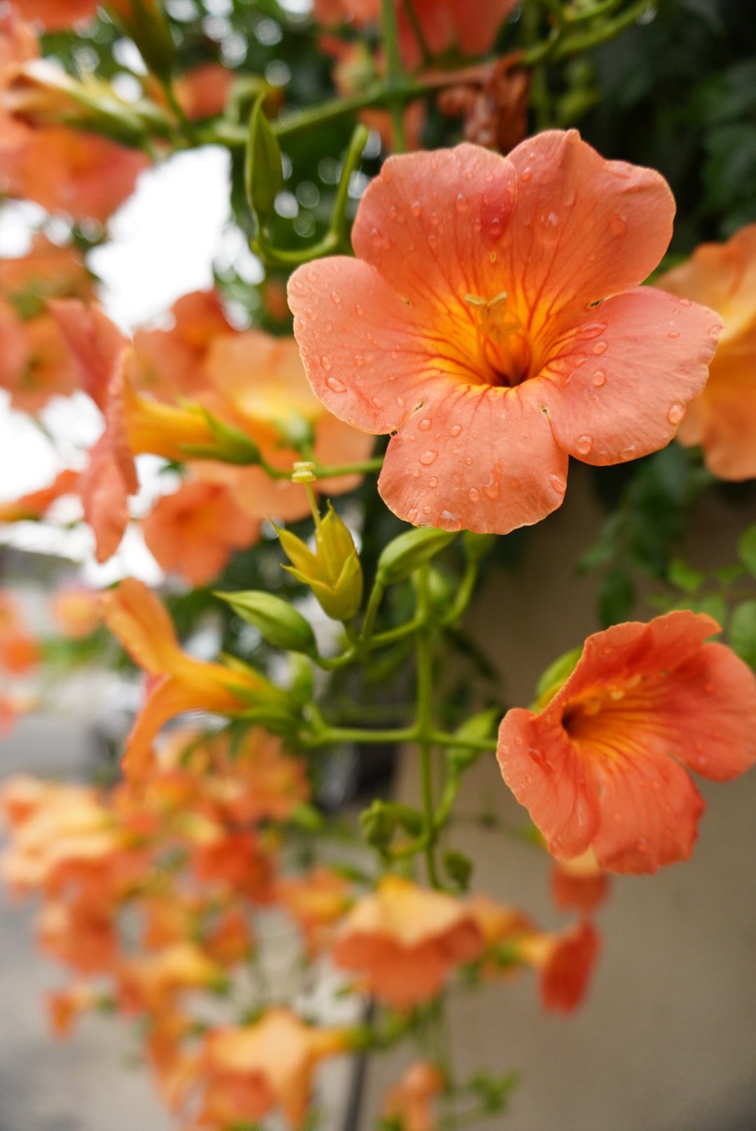Iolie Photo ノウゼンカズラ ノウゼンカズラの花 オレンジ色の花 7月の花 写真好きな人と繋がりたい カメラ好きな人と繋がりたい 写真練習中 カメラ練習中 写真好き カメラ好き T Co Qeg7j9uazx Twitter