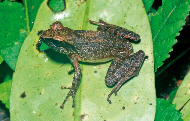 sahonagasy's tweet photo. #Gephyromantis_zavona, commonly known as the Antsahamarana Madagascar frog, is a species of frog in the family Mantellidae. It is endemic to Madagascar. Its natural habitat is subtropical or tropical moist lowland forests. It is threatened by habitat loss.

Photo by Miguel Vences https://t.co/4DlHgqOlDP