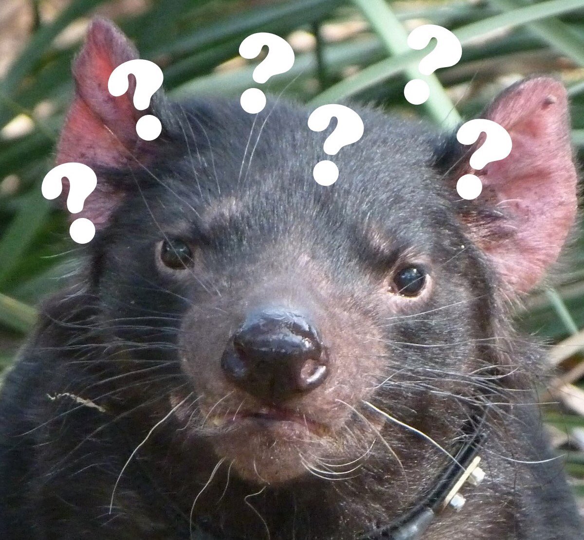 davidghamilton1's tweet photo. How to catch a Tasmanian devil in 6 easy steps!

Disclaimer - on absolutely no account should you try this at home https://t.co/PmpkgfOuOU