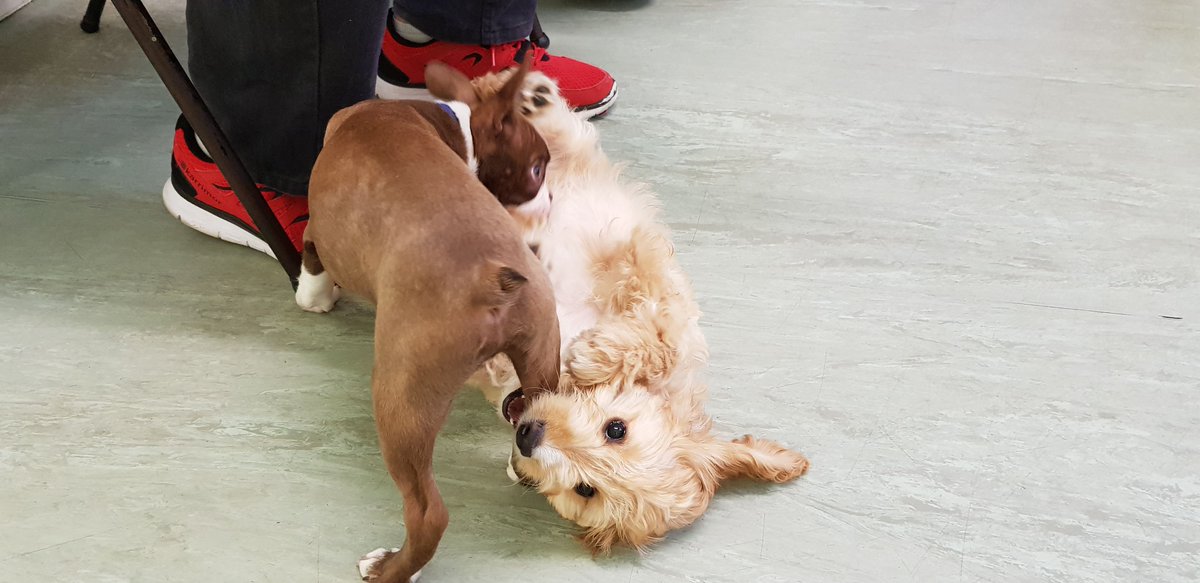 Rodney, the Boston Terrier and Pancake the cockerpoo came to visit our puppy party recently and had a great time!