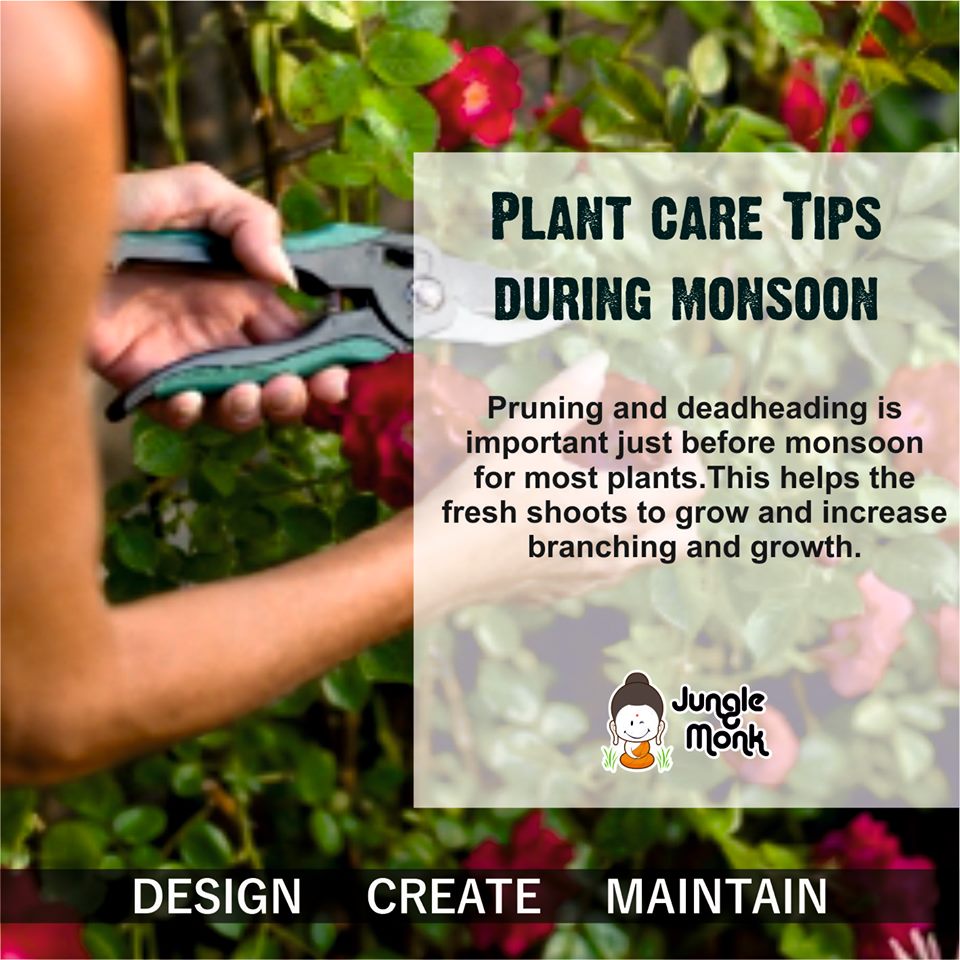MonkJungle's tweet photo. Plant Care tips during Monsoon #FridayFeeling https://t.co/Y2QW9sewQl