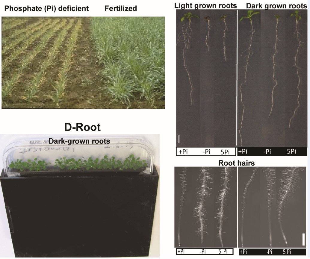 INIA_es's tweet photo. #NoticiasINIA Aumentar la producción con menos #fertilizante: en el nº de junio de @NewPhyt  se muestra cómo la hormona cis-zeatina mejora la respuesta de la planta a la escasez de #fosfato @CBGP_Madrid #INIA #ComunicaCiencia https://t.co/GsCK1HBPcr https://t.co/AYTZqkOEOx