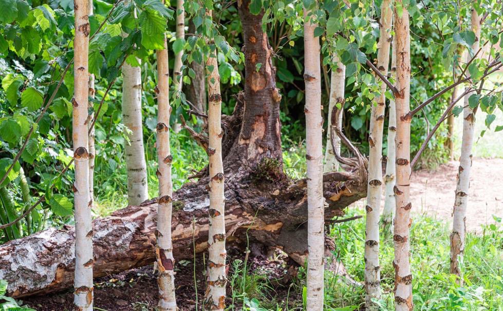 MBrandon_GD's tweet photo. You have til9am this morning to vote for your favourite show garden. #theForestWillSeeYouNow in the Global Impact category. If you love it please vote. Reconnecting with nature for mental health and wellbeing 💚🌳 
https://t.co/gwpr0IUOcS https://t.co/i7tfB47bKD
