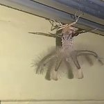 【閲覧注意】インドネシア・バリで見つかった「謎の生物」・・・