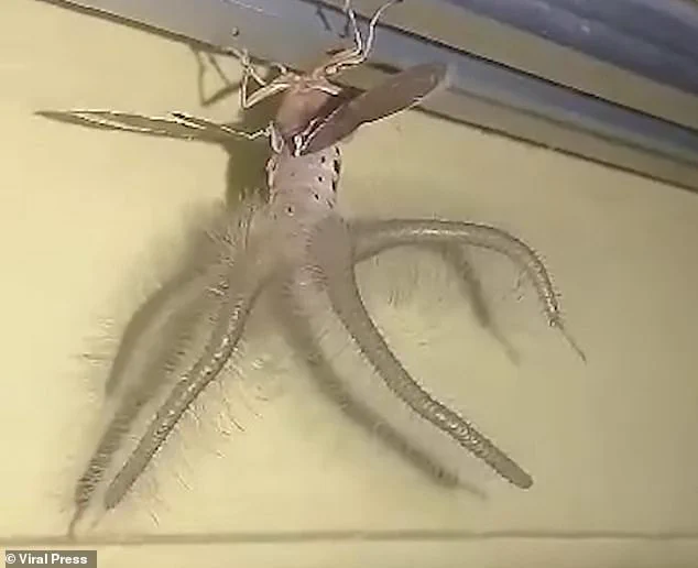 【閲覧注意】インドネシア・バリで見つかった「謎の生物」・・・