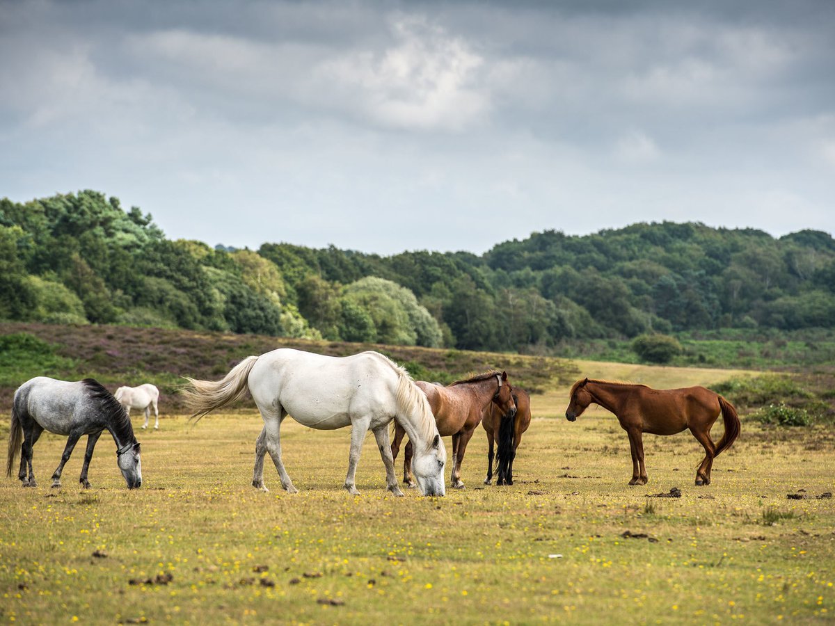 Walking your dog or dogs in the New Forest? It’s your responsibility to make sure they are under control at all times especially around horses and livestock. Worrying livestock is an offence, if reported expect a visit from the police #21510