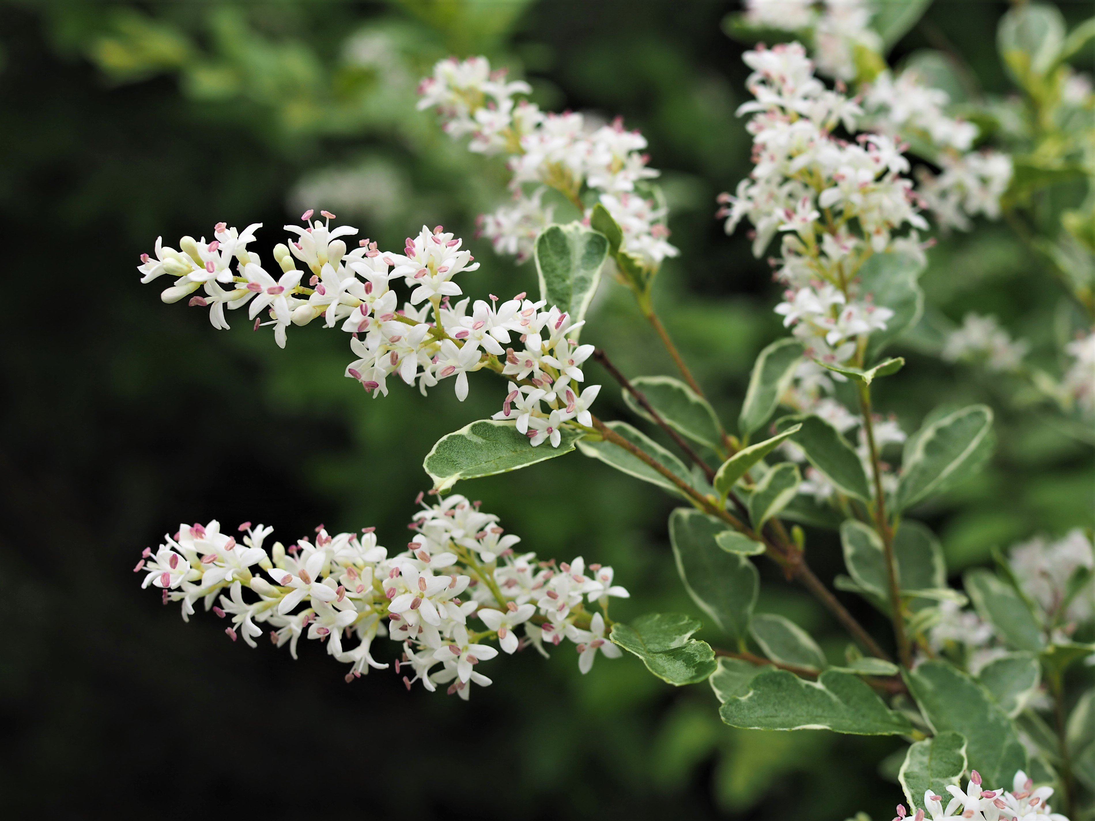 公式 軽井沢千住博美術館 シルバープリペット 甘い香りを放つ５ 程のとても小さな花が穂のように集まって咲く低木 花言葉は くつろぎ 生垣として植えることでプライバシーが守られ 室内でくつろげることにちなんで くつろぎ という 花言葉が