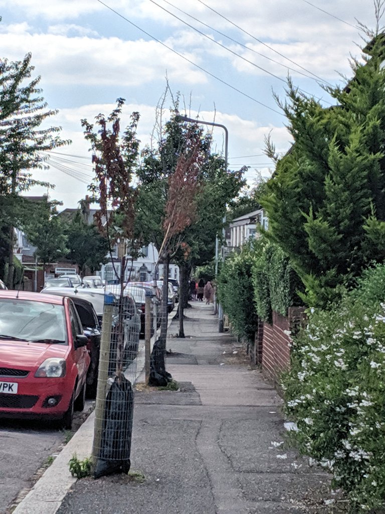 TreeLogga's tweet photo. @TiCLme @TheStreetTree @Team4Nature @Broc_Soc_Trees @TottenhamTrees @WandsworthTrees @SAVEDORETREES @LTOA33 @treeruss @KeaneMJ @JeremyDBarrell @arborsmarty @awarenesscomes @TreesforCities @portsmouthtree @deptfordfolk Lots of crispy trees here in #WalthamForest. Watering a sapling on Cottenham Rd, #E17 @Labourstone, but think these two are gonners.... #TreeInTrouble https://t.co/xpJOEPIWaZ