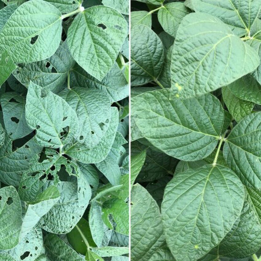 ExploGrow's tweet image. No plant will ever suffer from pesticide deficiencies explogrow.com/case-studies/s… 

Remarkable plant health observations &amp;amp; yield up +37.5% 

#explogrow #planthealth #bioorganicfertilizer #soilhealth