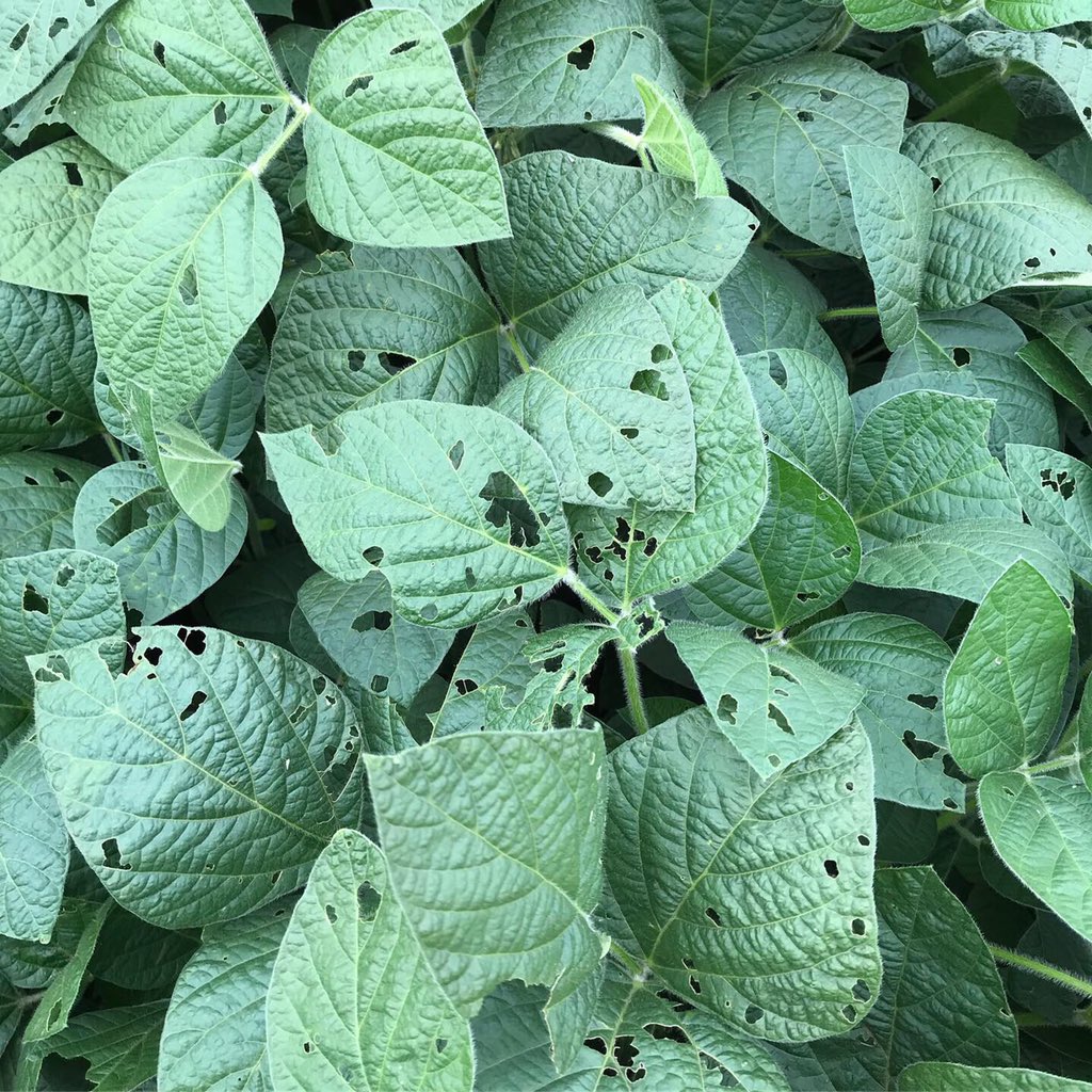 ExploGrow's tweet image. No plant will ever suffer from pesticide deficiencies explogrow.com/case-studies/s… 

Remarkable plant health observations &amp;amp; yield up +37.5% 

#explogrow #planthealth #bioorganicfertilizer #soilhealth