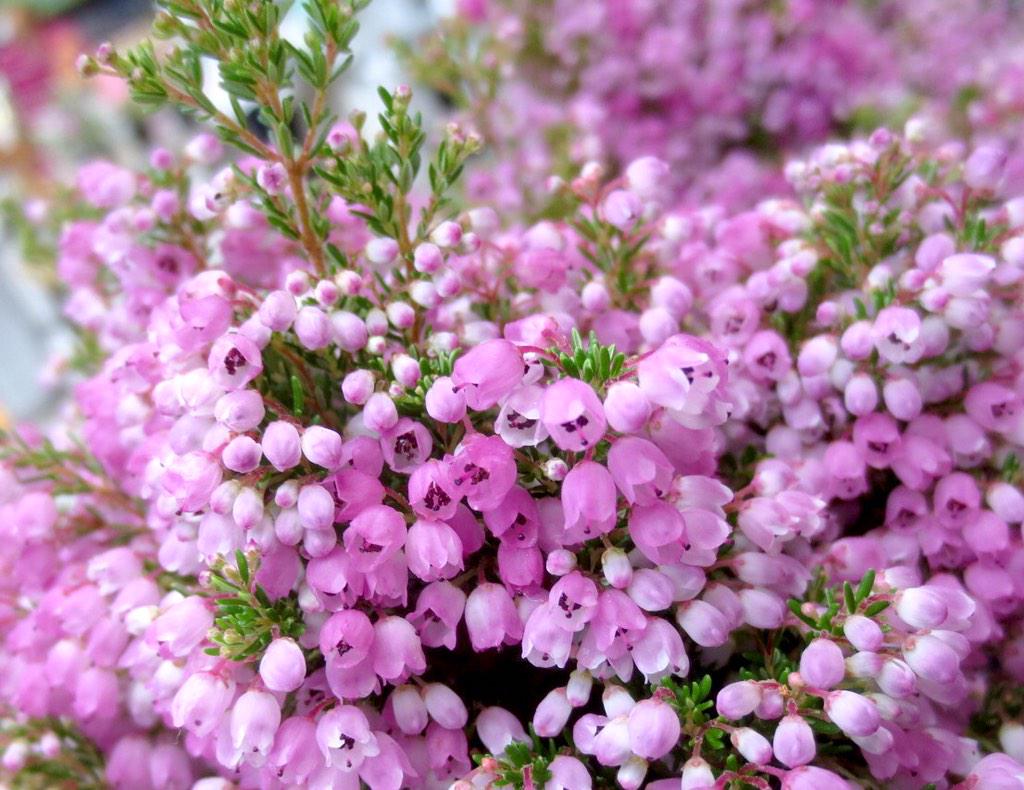 世界に咲く花 冬の花 エリカ の花言葉 謙遜 孤独 良い言葉 幸福な愛 博愛 休息 色別 紫 閑静 白 幸せな愛を アワユキエリカの花言葉 協力 無欲さ T Co Fewqtdap2l Twitter