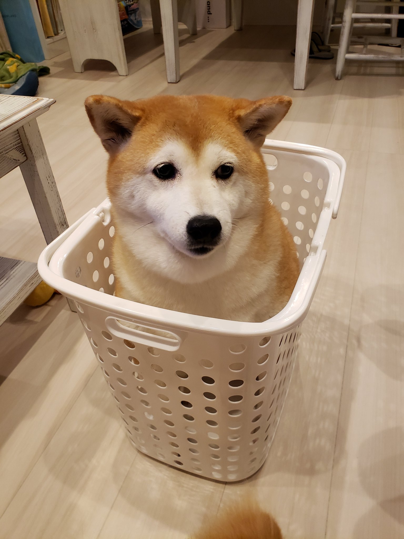 欲張り柴犬 Twitter Search Twitter