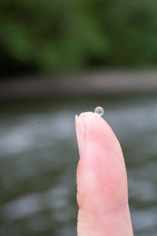 EAEcologySW's tweet photo. Cornwall #AnalysisAndReporting team lead on #DEFRA monitoring to unlock the secrets of the rare #allisshad #Tamar population. New spawning sites discovered and migratory barrier impacts better understood. #protectedspeciesmonitoring #barrierstofish #fishmonitoring @EnvAgencySW https://t.co/gkczIlY9ze