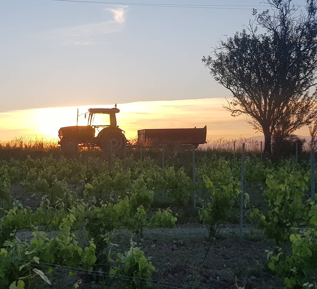 5:30 in the morning...
Lonesome tractor in the field #domainedecousignac #ilovemyjob #matin #agriculture #bio #fraicheur #maisonogier