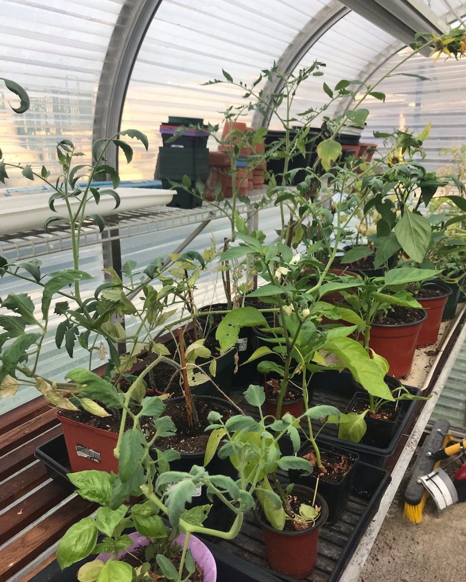 hms_hockessin's tweet photo. We've got peppers! The Middle School students are learning about sustainability by planting and growing their own vegetables that they will feed to the chickens and goats. The greenhouse is looking greener every day. #hmsde #sustainability #middleschool #erdkinder https://t.co/XBESi8pyw5