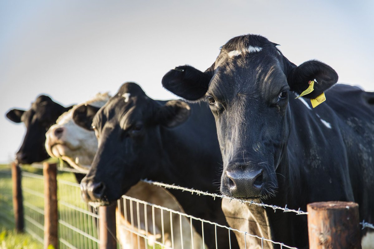 cool_camping's tweet image. Under an oak tree, beside a pond, with a wood-fired hot tub and beautiful views... this luxurious safari tent site 40 minutes from Cardiff is the bomb! 💣 coolcamping.com/glamping/uk/wa…