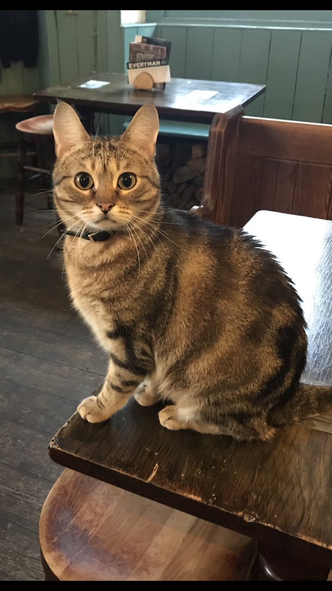 VictoriaBS8's tweet photo. Is it Banksy?
Mr Hops isn’t sure.
Come in for a pint and philosophical discussion about street art.
Open at 4pm.
#banksy
#probablybanksy
#bristol
#pubcats
#Hopscat
#MrHops https://t.co/dSLobiJYKL