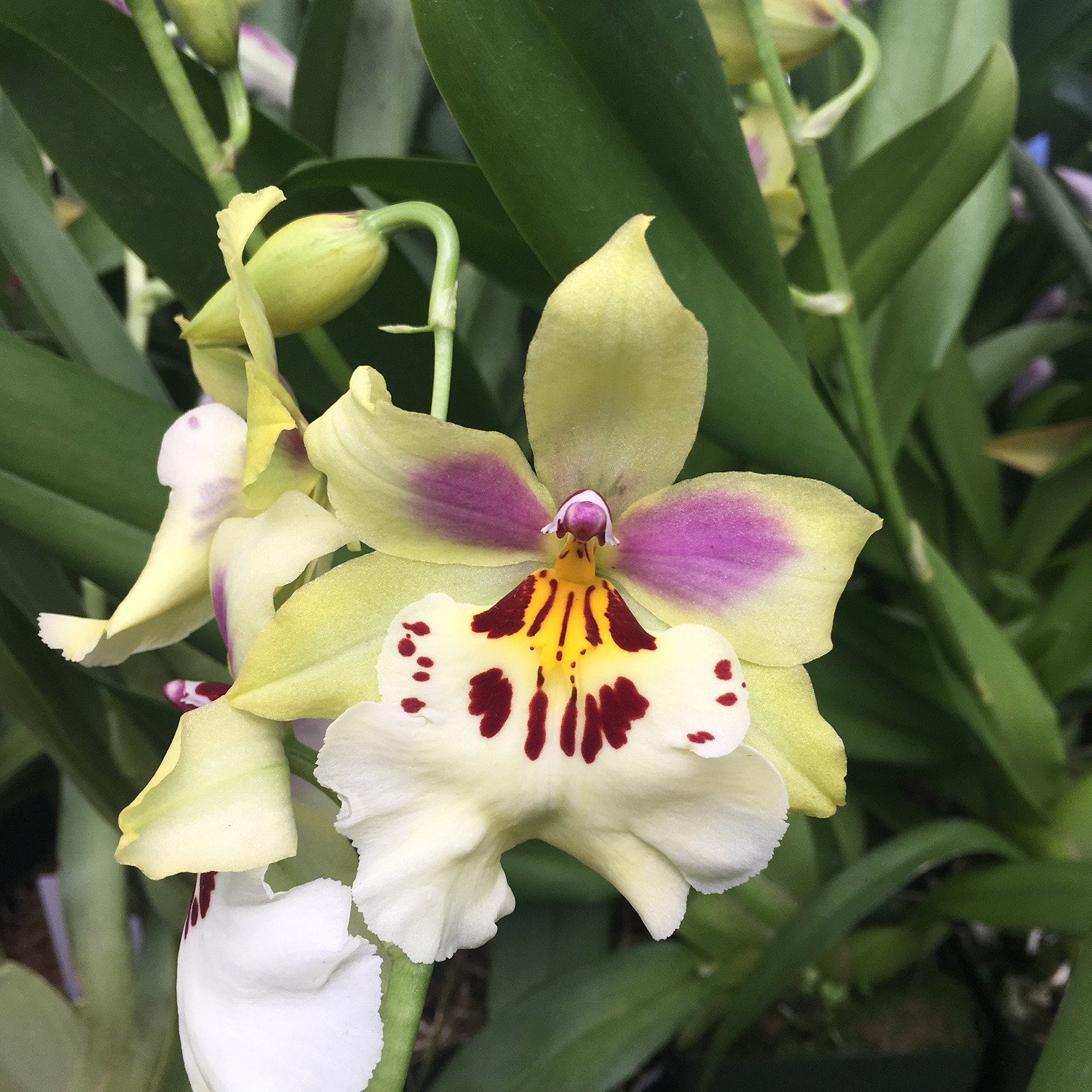 LifeWithOrchids (@LifeWithOrchids) / Twitter